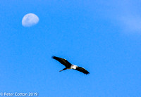 Heron Moon