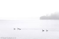 Swans in Fog Wallaga Lake