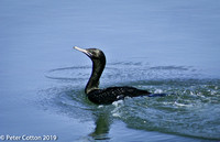 A Cormorant at Port Macquarie