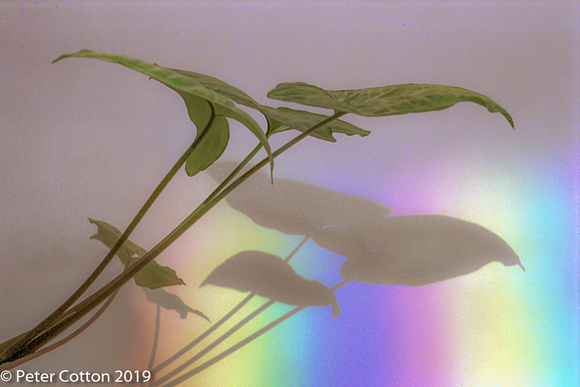 Rainbow Leaf 2