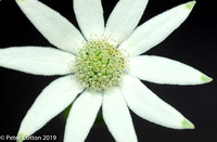 White Flannel Flower Little Beauties