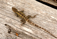 lizard-on-log-at-No-8-0264