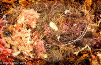 Abstract Seaweed