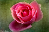 Pink Rose Bloom