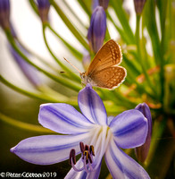 Common Blue and Agapanthus-3