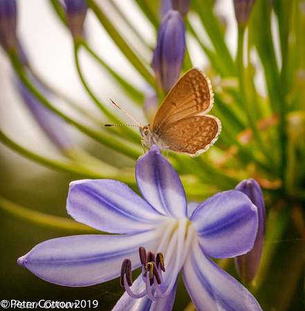 Common Blue and Agapanthus-3