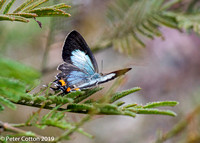 Common Imperial Blue Butterfly