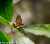 Common Ringlet Butterfly-1407