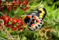 Southern Jezabel Butterfly