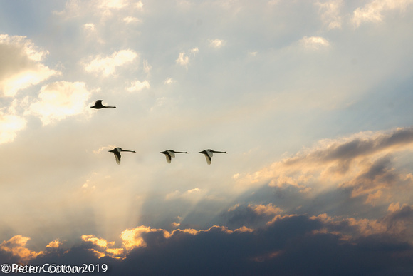 Black Swans at Sunset