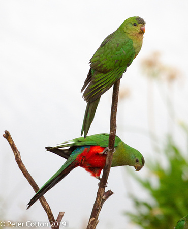 King Parrots - Female