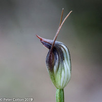 Hooded Orchid-1699
