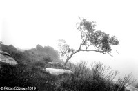 Mount-Banks-Tree-Mist05