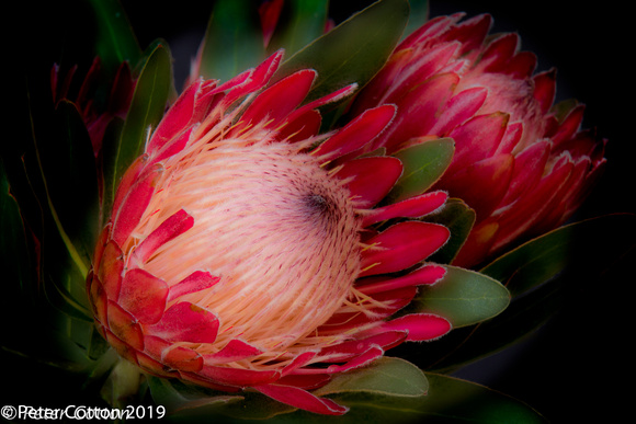 Red Proteas