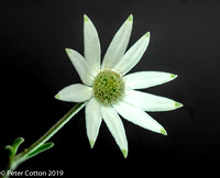 Wite Flannel Flower-3334 copy