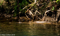 Freshwater Croc Ord River