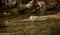 Freshwater Croc Ord River