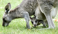 Kangaroo and Joey in Garden