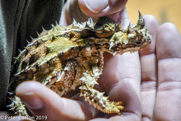 The thorny dragon Held By Keeper