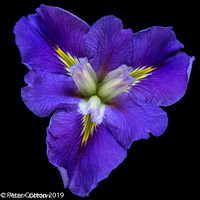 Purple Iris Four Winds-