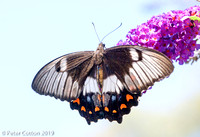 Orchard Butterfly
