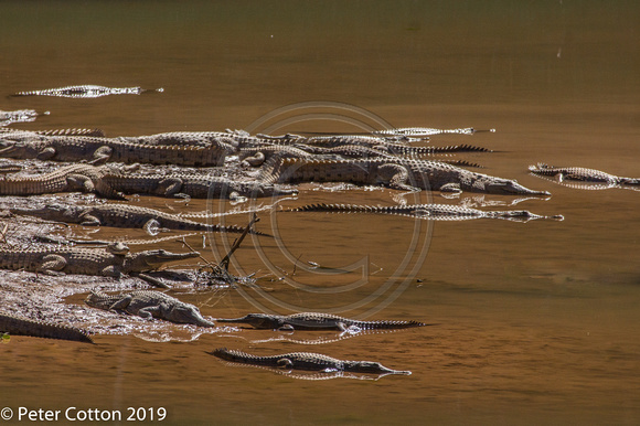 Windjana Gorge Crocodiles