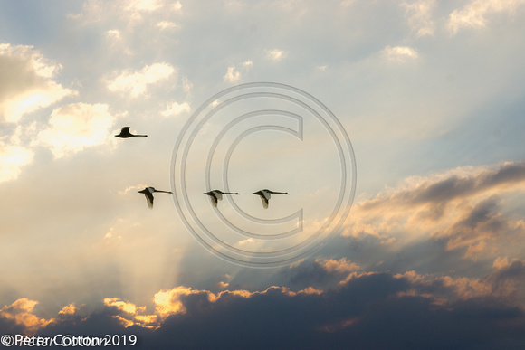 Black Swans at Sunset